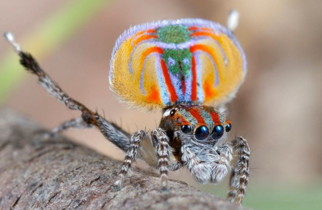 Spiders (TW Arachnophobia)